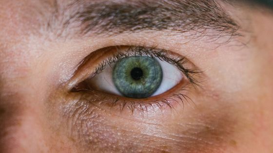 Auge